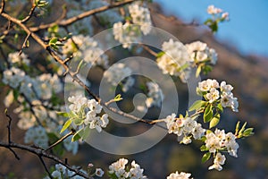 Spring flowers, selective focus