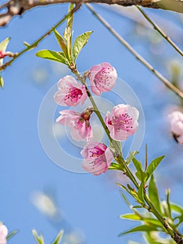 Spring flowers series, peach blossoming