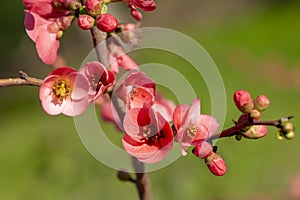 Spring flowers series, red flowers on the branches flowering chaenomeles speciosa chinese quince flowers photo