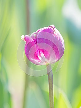 Spring flowers series, single purple tulip