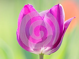 Spring flowers series, single purple tulip