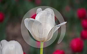 Spring flowers series, single white tulip in field