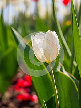 Spring flowers series, white tulip among red tulips in field