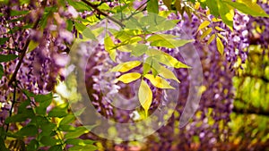 Spring flowers series, Wisteria trellis