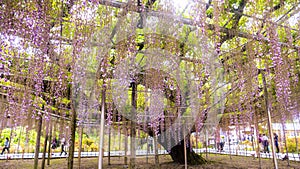 Spring flowers series, wisteria trellis in garden