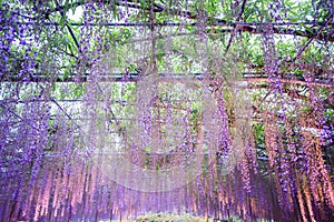 Spring flowers series, wisteria trellis in garden