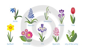 Spring flowers set. Vector illustration, icon in flat simple style.