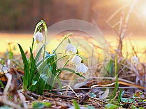 Spring flowers in the shining sunlight , Leucojum vernum, called spring snowflake