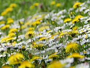 SPRING FLOWERS AND SMELL OF GRASS, FAIRYTAIL DANDELIONS photo