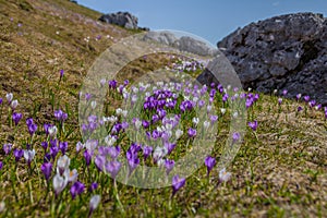 Spring flowers(snowdrops) on an alpine meadow