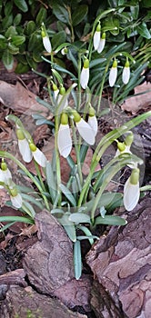 spring flowers snowdrops on the background of boxwood bush and tree bark