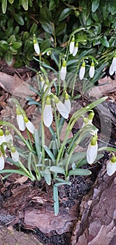 spring flowers snowdrops on the background of boxwood bush and tree bark