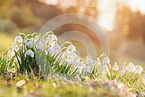 Spring flowers snowdrops blooming in the sunset sunlight