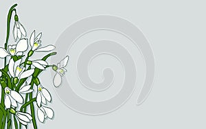 Spring flowers snowdrops.