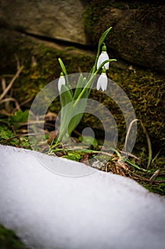 Spring flowers snowdrops Galanthus nivalis popping out of the snow