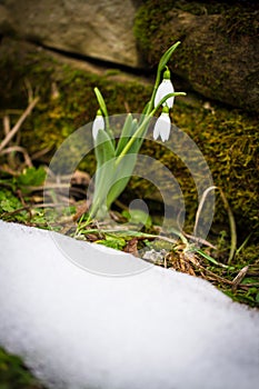 Spring flowers snowdrops Galanthus nivalis popping out of the snow