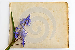 Spring flowers are snowdrops Scilla bifolia and paper for text background. Copy space, top view. Holiday card. Holiday background