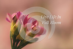 Spring Flowers Soft, Dreamy look, Life Quote