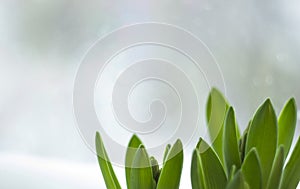 Spring flowers. spring still-life with sprouts of hyacinth. green leaves