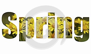 Spring Flowers - Spring text on a White background