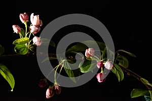 Spring Flowers in Studio Light