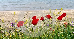 Spring flowers by sunny beach