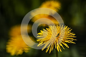 Spring flowers on a sunny day