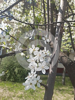 Spring and flowers on treas. Flower in Moscow in period coronavirus