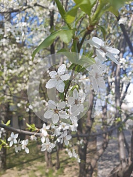 Spring and flowers on treas. Flower in Moscow in period coronavirus