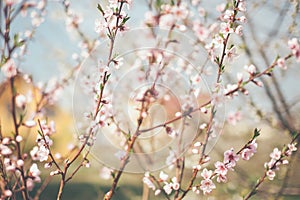 Spring flowers tree blossom