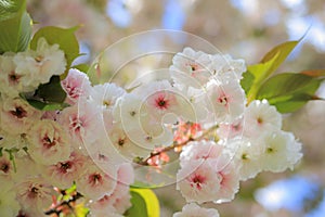 Spring flowers on a tree branch