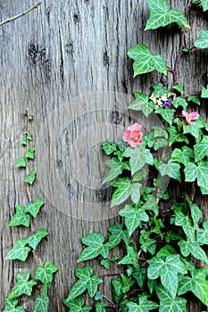 Spring flowers on the tree ivy