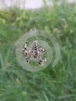 Spring, flowers, trees, revived nature and a spider in flowers