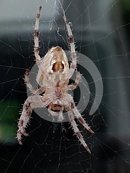 Spring, flowers, trees, revived nature and a spider in flowers