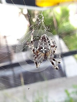 Spring, flowers, trees, revived nature and a spider in flowers