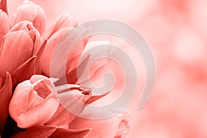 Spring flowers. Tulip bouquet on the bokeh background