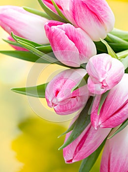 Spring flowers. Tulip bouquet on the bokeh background