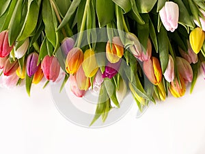 Spring flowers Tulip colorful festive  bouquet  on white  background copy space template