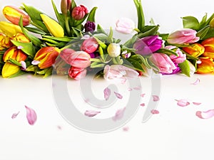 Spring flowers Tulip with hearts  petal  colorful festive  bouquet  on white  background copy space template