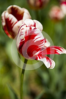 Spring flowers, tulips,