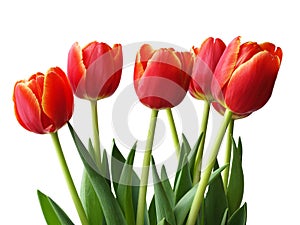 Spring flowers - tulips