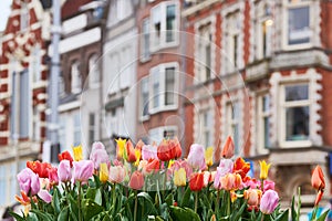 Spring flowers tulips in the Amsterdam street in Holland