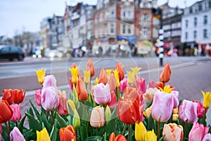 Spring flowers tulips in the Amsterdam street in Holland