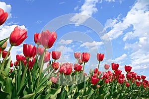 Spring flowers tulips in blue sky