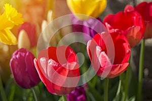 Spring flowers and tulips born into existance in April and May w