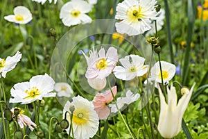 Spring flowers, tulips, poppies, daffodils growing in a garden in a flower meadow