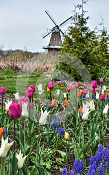 Spring flowers and tulips with a windmill in the background