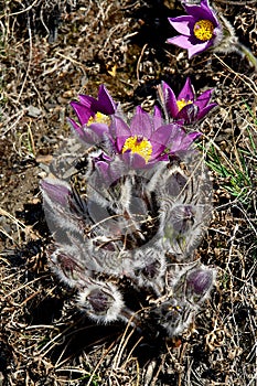 Spring flowers in the tundra. Pulsatilla vulgaris