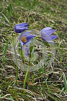 Spring flowers in the tundra . Pulsatilla vulgaris