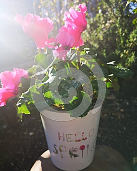 Spring flowers vase sunlight